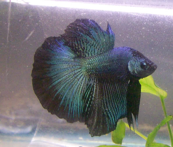 Wild betta fish Cicero2