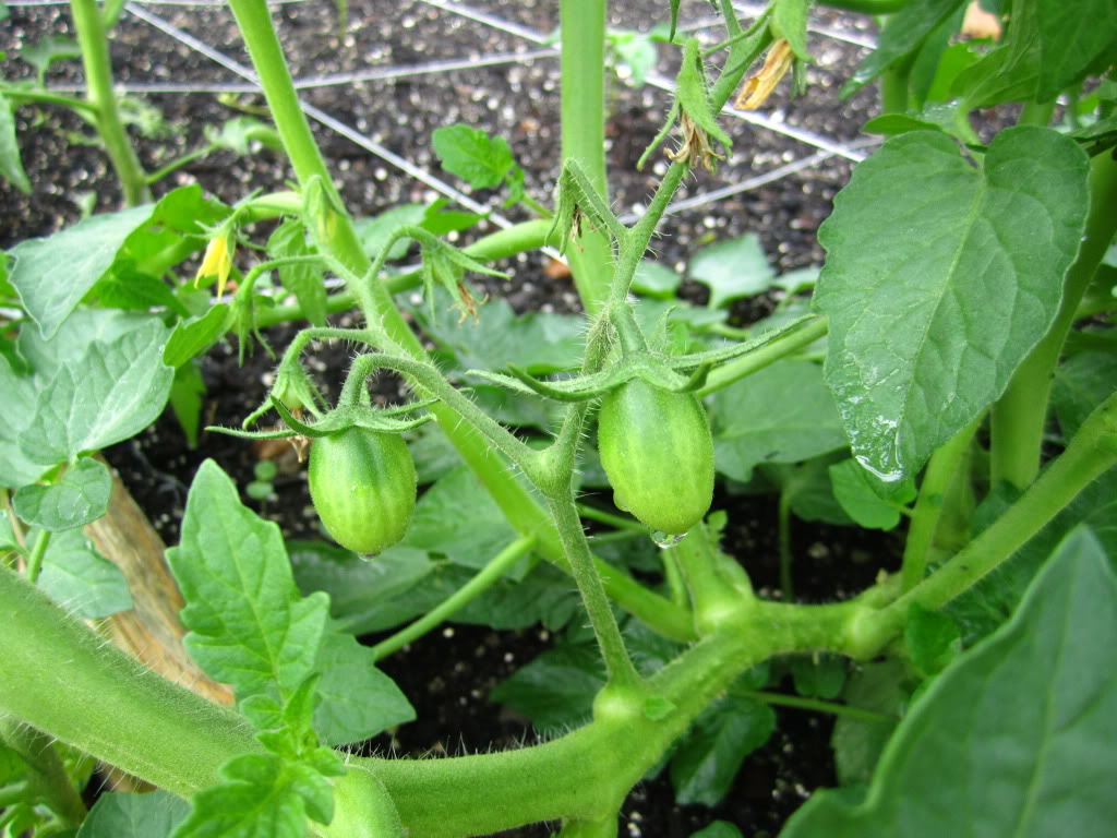 Tomato Tuesday Thread (N&C Midwest).. - Page 4 IMG_2058