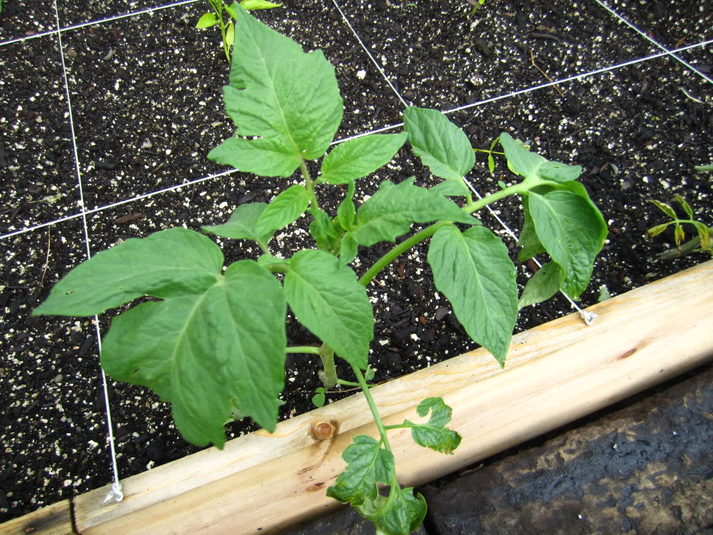 Tomato Tuesday Thread (N&C Midwest).. - Page 4 IMG_2064-1