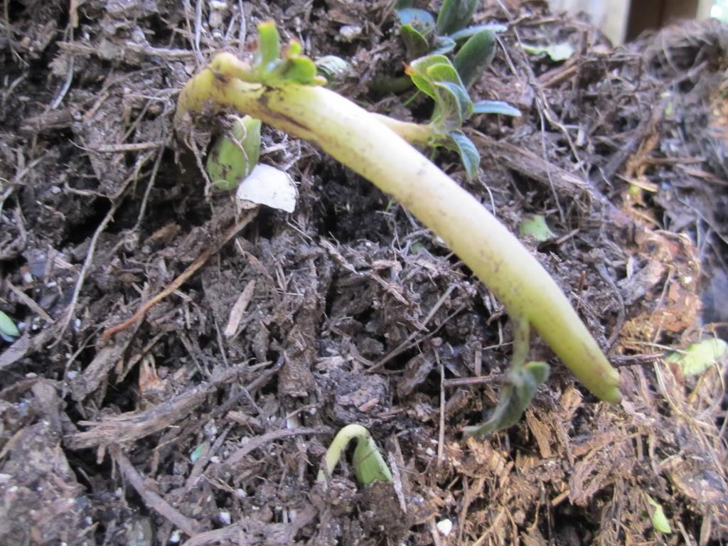 Potatoes - Are store-bought potatoes viable as seed? IMG_1911