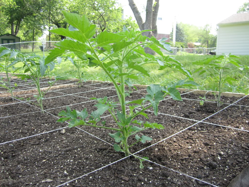 Tomato Tuesday Thread (N&C Midwest).. - Page 2 IMG_1962