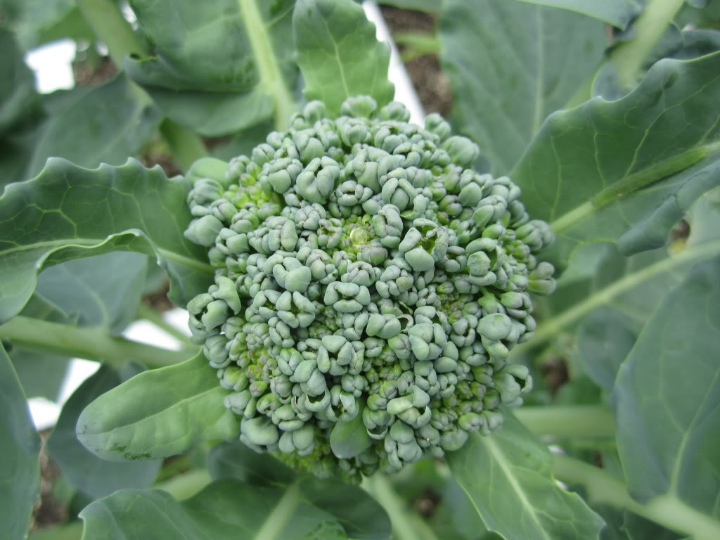 Is this broccoli done growing? IMG_2811