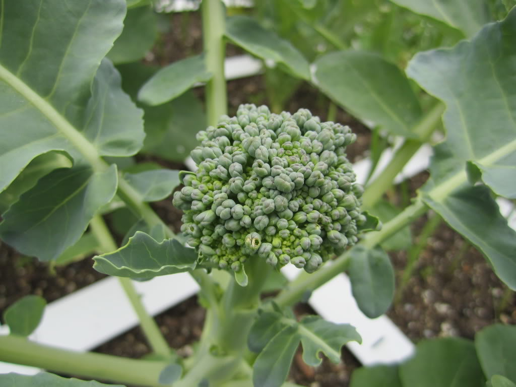 Is this broccoli done growing? IMG_2812
