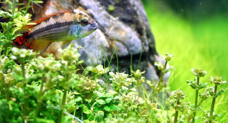 Apistogramma cacatuoides Bb