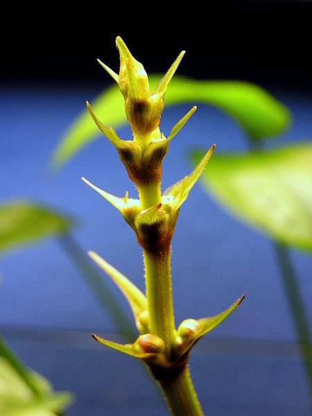 Echinodorus grandiflorus Florprimerplano