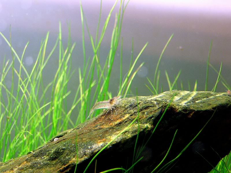 Neocaridina heteropoda var Red cherry Gamba-1