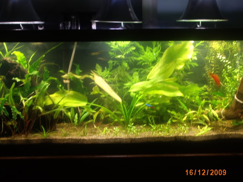 20 gal long plantada IMG_5616