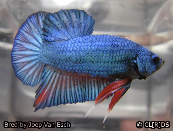 061208 - HMPK Green Blue x HMPK White Platinum Joep-male-03-05