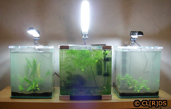 Conseil pour l'achat d'un aquarium type Cube Shrimp-tanks-01