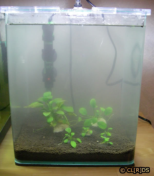 Conseil pour l'achat d'un aquarium type Cube Shrimp-tanks-02