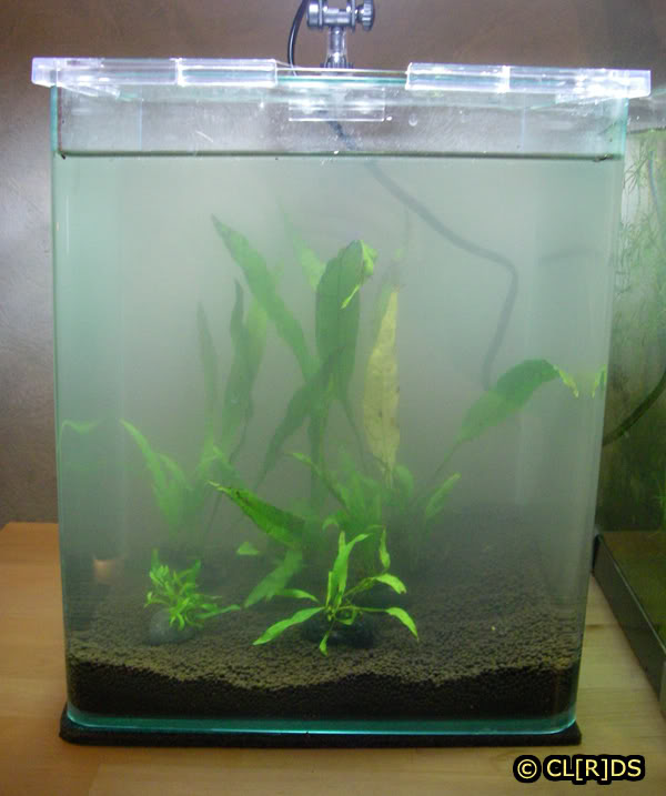 Conseil pour l'achat d'un aquarium type Cube Shrimp-tanks-03
