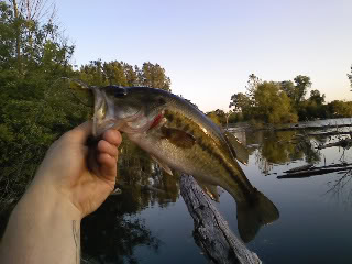 Resthaven bass on Rage craw Bass3