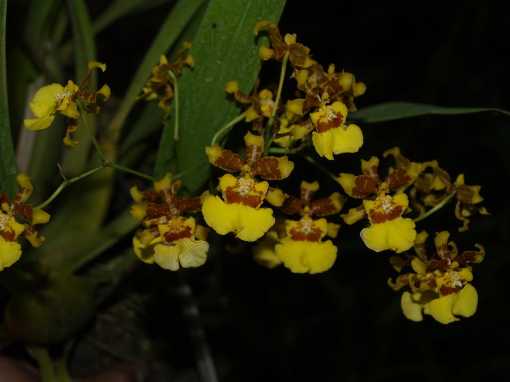 orquideas floridas em Maio Oncidium_sphacelatum