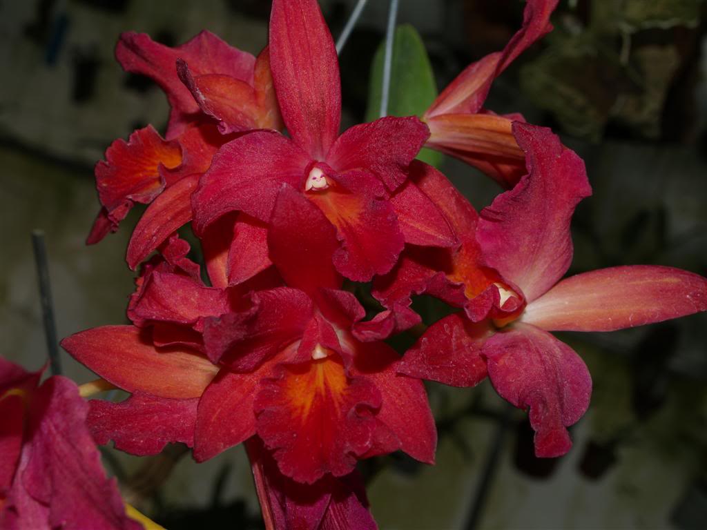 orquideas floridas em Maio P1010036_Large