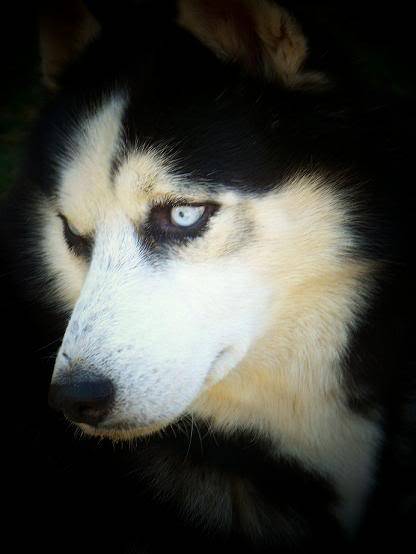 Baltic à la pêche à la carpe. Husky10