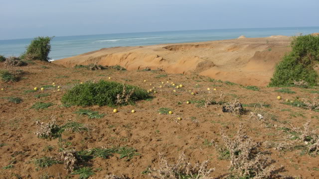 KDD Larache Muley Buselham, por la Costa. IMG_1725