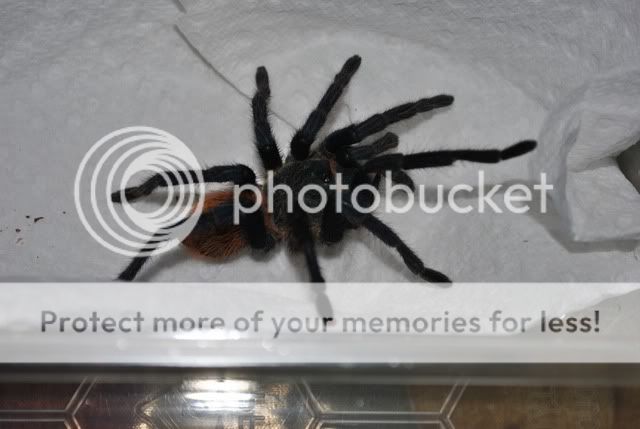 Chromatopelma cyaneopubescens (Green bottle blue) DSC_0779