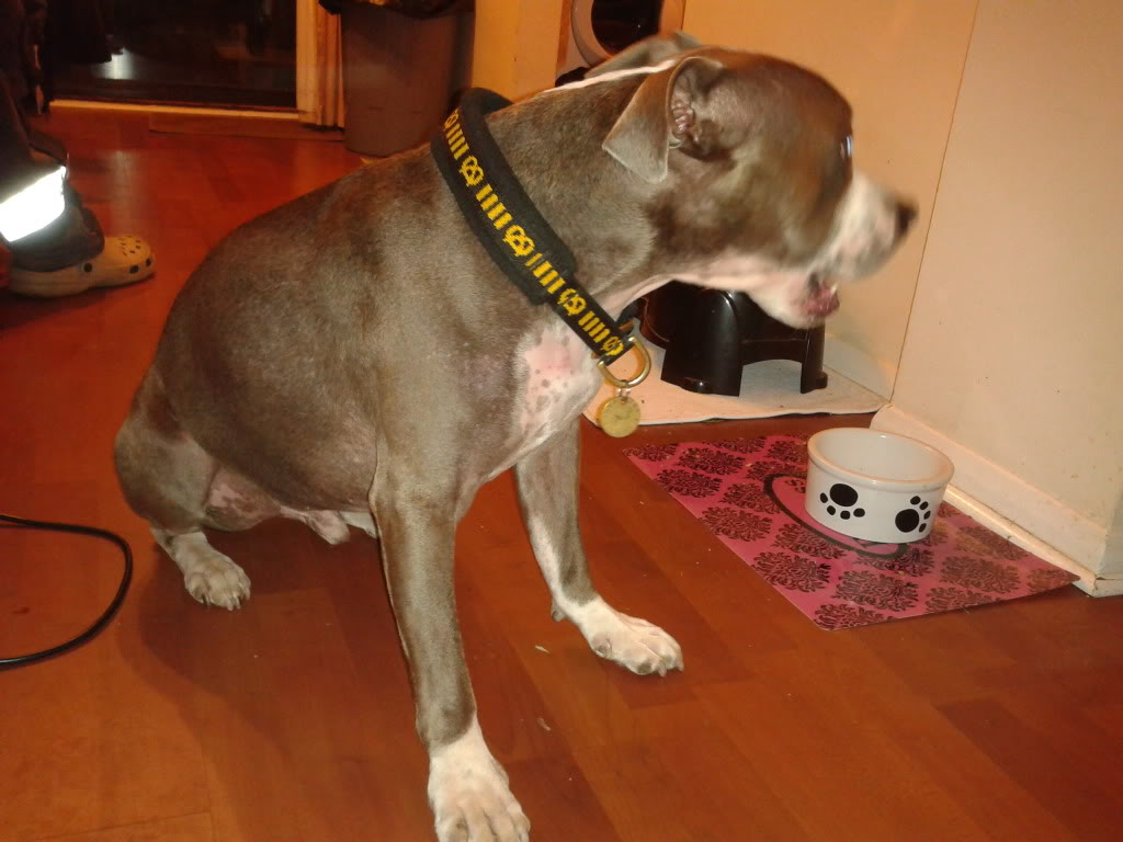 stan n hooch new staffy collars :) 2011-12-02174416