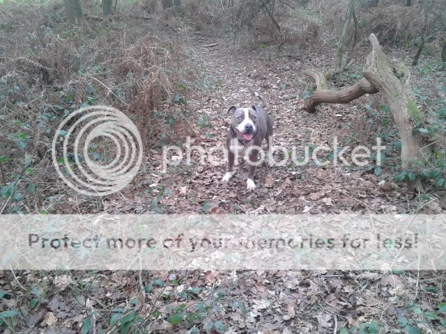 Todays walk pics :) 2012-01-22124710