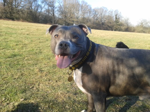 stan n hooch new staffy collars :) 2012-02-03133555