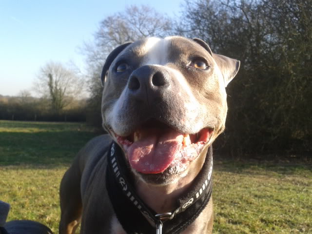 stan n hooch new staffy collars :) 2012-02-03133814