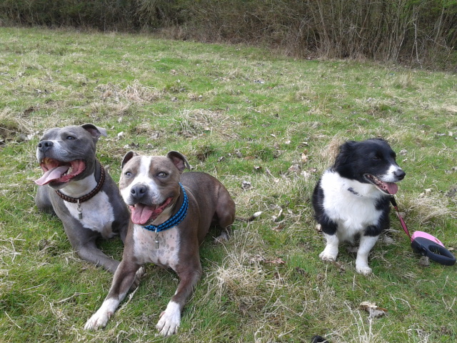 Todays walk smiles all round  2012-04-21135253