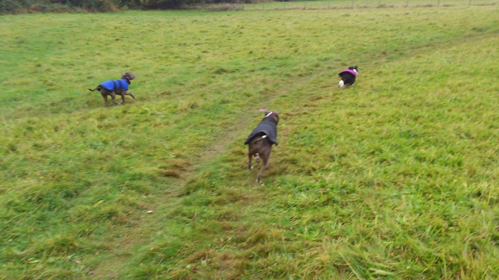 Wet and muddy walk :D  DSC_0341