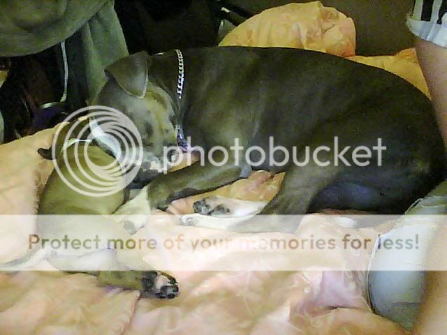 a few pics of Frankie my brothers staffy  Picture0028