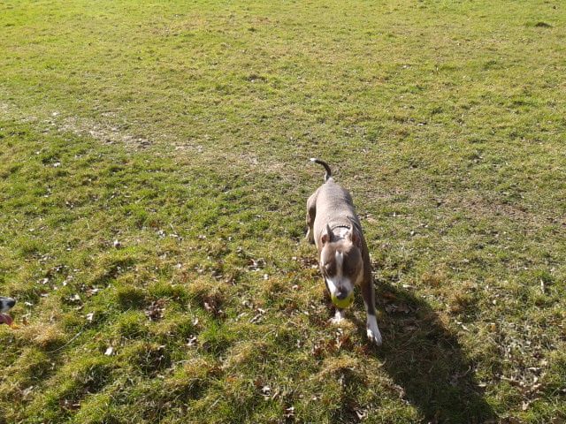 Stan & Tara, todays sunny walk.  2012-03-08134156