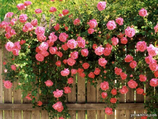 Sắc......... hoa........... American_beauty_climbing_roses648-C