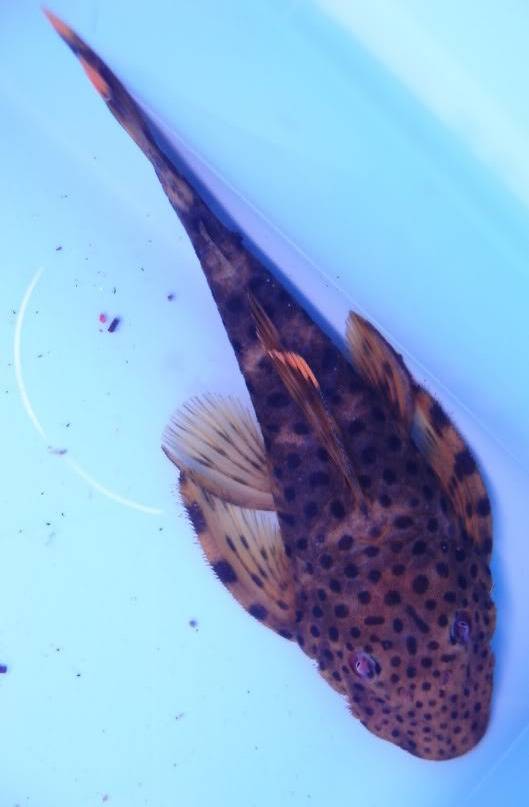 new L244 Yellow Seam Flounder Pleco (Pseudolithoxus dumus) CtmpphpUWme7n