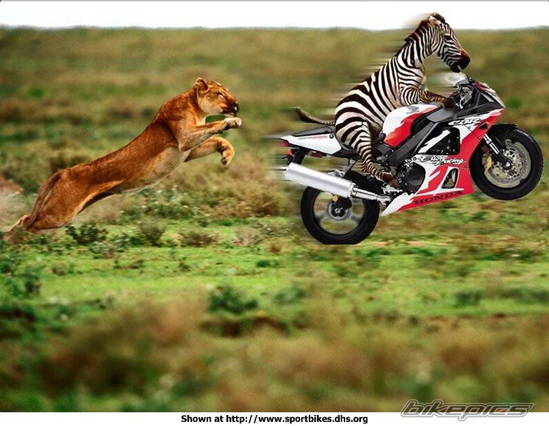 cbr em africa Bikepics-25329-full