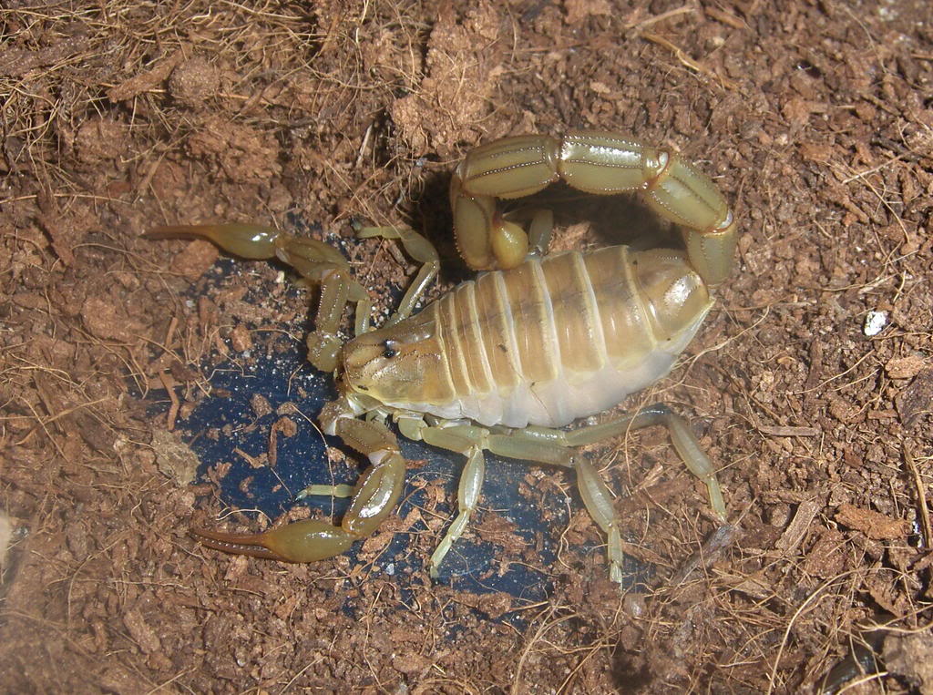 another gravid female(amourexi) Amourexi