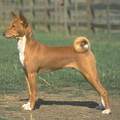 Rasbeschrijving van de Barzoi Basenji_120x120