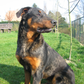 Rasbeschrijving van de Beauceron Beauceron1_120x120