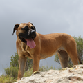 Rasbeschrijving van de Boerboel Boerboel2_120x120