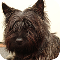 Rasbeschrijving van de Cairn Terrier CairnTerrier2_120x120