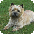 Rasbeschrijving van de Cairn Terrier CairnTerrier_120x120