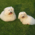 Rasbeschrijving van de Coton de Tulear CotondeTulear1_120x120