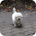 Rasbeschrijving van de Coton de Tulear CotondeTulear_120x120