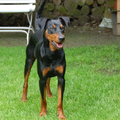 Rasbeschrijving van de Duitse Pinscher DuitsePinscher2_120x120