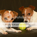 Rasbeschrijving van de Jack Russell Terrier JackRussellTerrier3_120x120