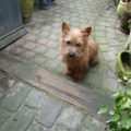 Rasbeschrijving van de Norwich Terrier NorwichTerrier1_120x120