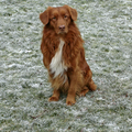 Rasbeschrijving van de Nova Scotia Duck Tolling Retriever NovaScotiaDuckTollingRetriever2_120x120