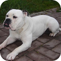 Rasbeschrijving van de Old English Bulldog OldEnglishBulldog1_120x120