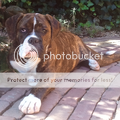 Rasbeschrijving van de Old English Bulldog OldEnglishBulldog_120x120