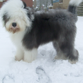 Rasbeschrijving van de Old English Sheepdog OldEnglishSheepdog2_120x120