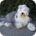 Rasbeschrijving van de Old English Sheepdog OldEnglishSheepdog_120x120