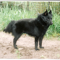 Rasbeschrijving van de Schipperke Schipperke1_120x120