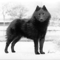 Rasbeschrijving van de Schipperke Schipperke2_120x120